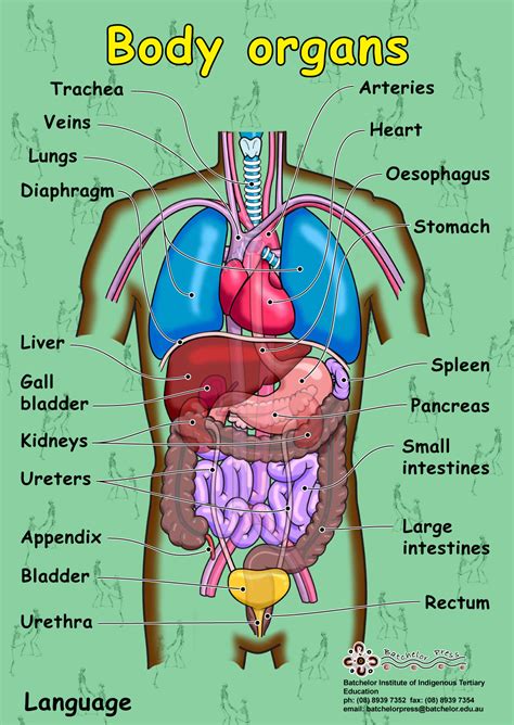 Map of Organs of the Body